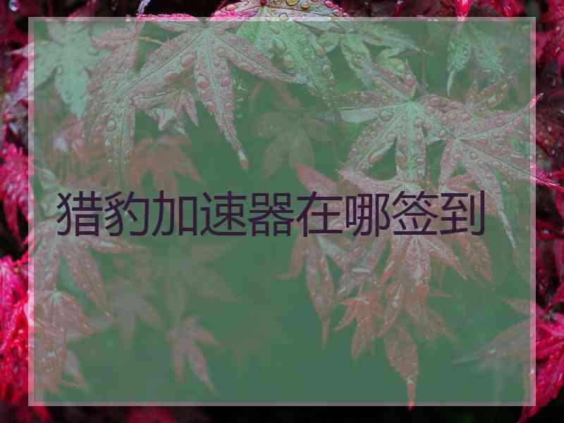 猎豹加速器在哪签到