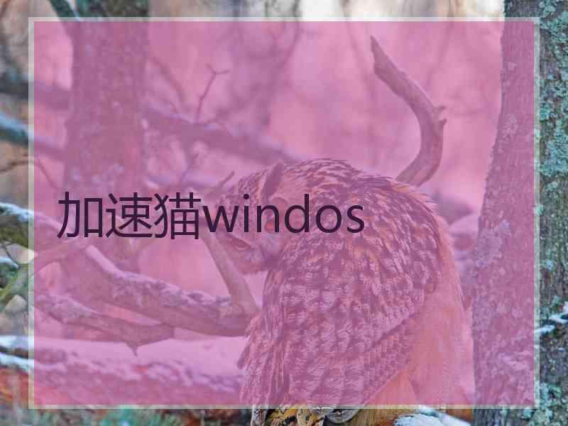 加速猫windos